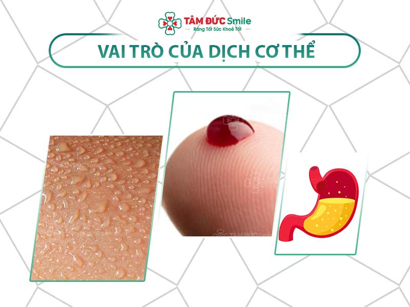 Dịch cơ thể: Vai trò, phân loại và các bất thường thường gặp trong y học