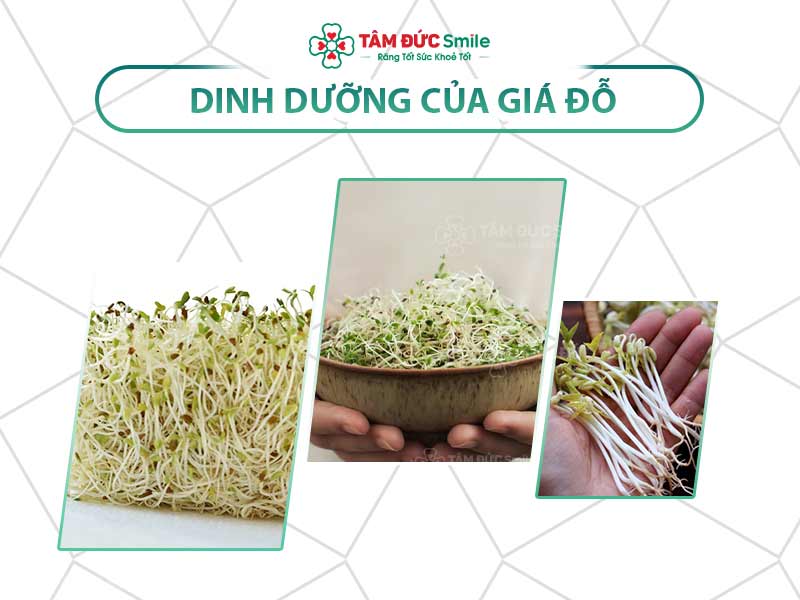 Giá trị dinh dưỡng của giá đỗ: Tác dụng, thành phần, lợi ích và cách sử dụng
