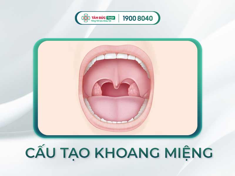 Khoang miệng là gì? Cấu trúc, chức năng và cách chăm sóc tại Nha khoa Tâm Đức Smile