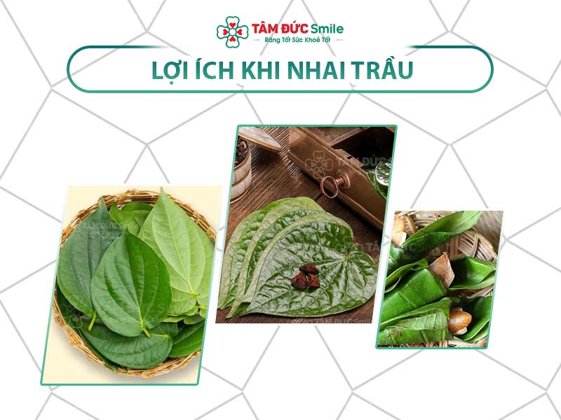 Ăn trầu có tác dụng gì? Lợi ích cho sức khỏe, da và răng miệng