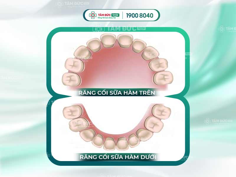 Răng cối sữa là gì? Cách mọc, thay và chăm sóc răng cối sữa đúng chuẩn