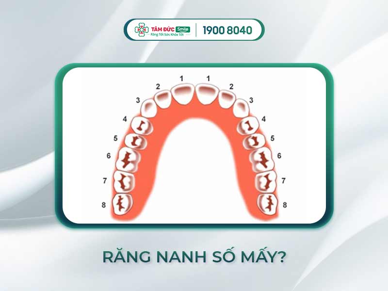 Răng nanh là răng số mấy? Vị trí – chức năng và đặc điểm răng số 3 trên cung hàm