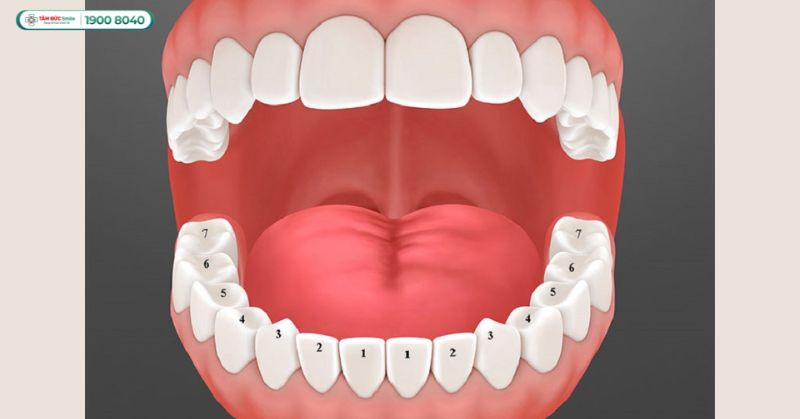 Răng số 4: Vị trí, chức năng, điều trị và chi phí tại Nha khoa Tâm Đức Smile
