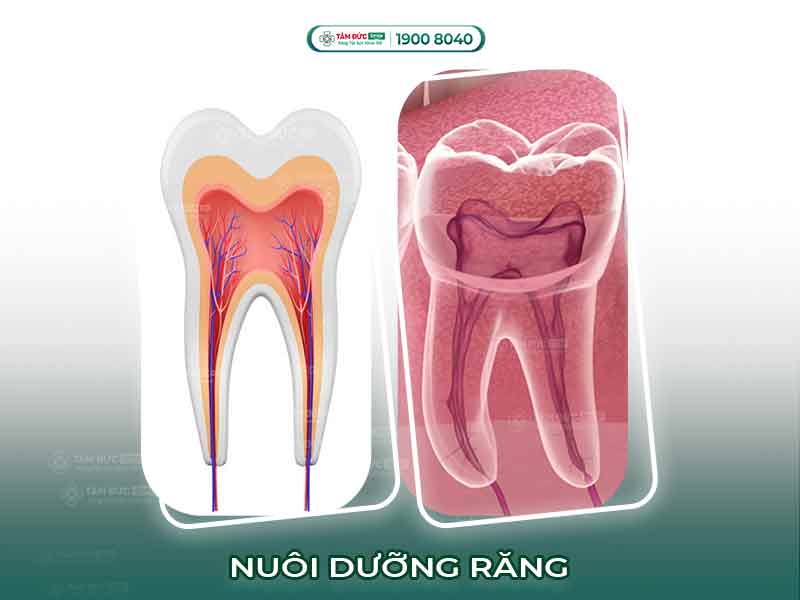 Tủy răng có tác dụng gì? Vai trò và chức năng quan trọng cần biết