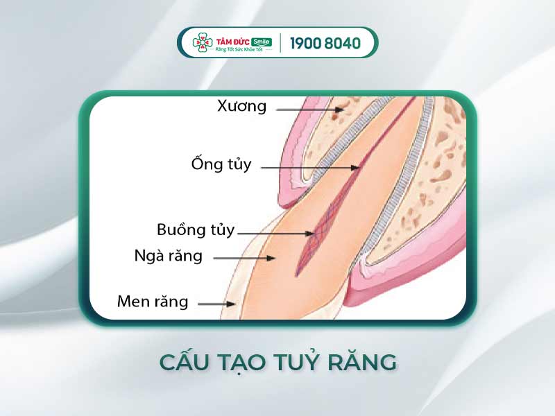 Tủy răng là gì? Triệu chứng, điều trị và giá lấy tủy răng tại Nha khoa Tâm Đức Smile