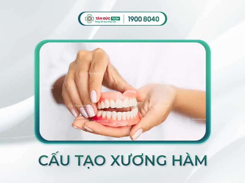Xương hàm là gì? Cấu tạo, tình trạng phổ biến và giải pháp điều trị hiệu quả